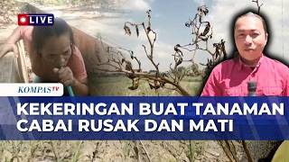 Drought Hits Blora and Bantul, Chili Farmers Struggle for Water | KOMPAS SIANG