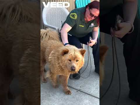 Chow Chow Needs rescue! A883286 #chowchow #rescuedog #bradshawshelter