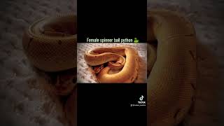 Spinner ball python 🐍