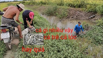 xiệt cá mùa cắt lúa quá nhiều cá lóc cá trê trắng cắn ngạnh mệt luôn 😫
