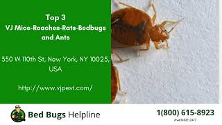 Top 3 Bed Bug Removal in Andover