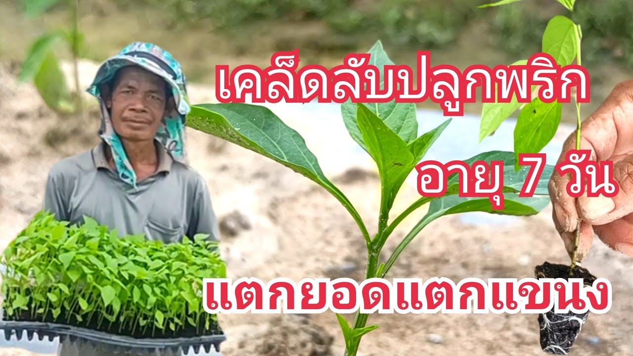 เคล็ดลับ!!การปลูกพริกหน้าฝน 7 วันแตกยอด รากเดินไวพริกแข็งแรงใส่อะไรลงไปบ้างก่อนปลูก