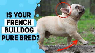 How to Identify a Pure French Bulldog Puppy?