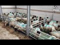 Sheep Housing By O'Donovan Engineering