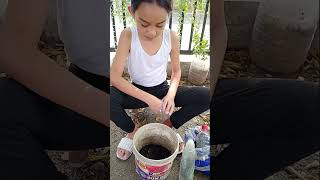 Monggo planting. Performance task in EPP Grade 4. #monggoplanting #jazlove #momshiejoan