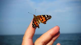 Butterfly Video Free Download - Butterfly | Royalty Free Stock Footage| Full HD screenshot 4