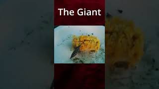 Giant Sphinx Moth #shorts