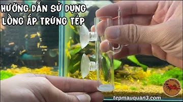 Ấp Trứng Tép Cảnh - Hướng Dẫn Sử Dụng Lồng Ấp Trứng Tép