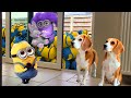 What minions in real life with dogs animation compilation