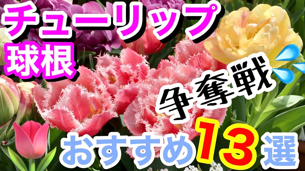 Fall Planting] 13 Recommended Tulip Bulbs🌷 / 6 Varieties I've