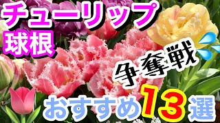 岡モータース チューリップの球根 岡モータース チューリップの球根 国