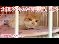【総集編②】大怪我を負った飢えた子猫　退院からの1週間！隔離生活の始まり　元野良猫ころちゃん