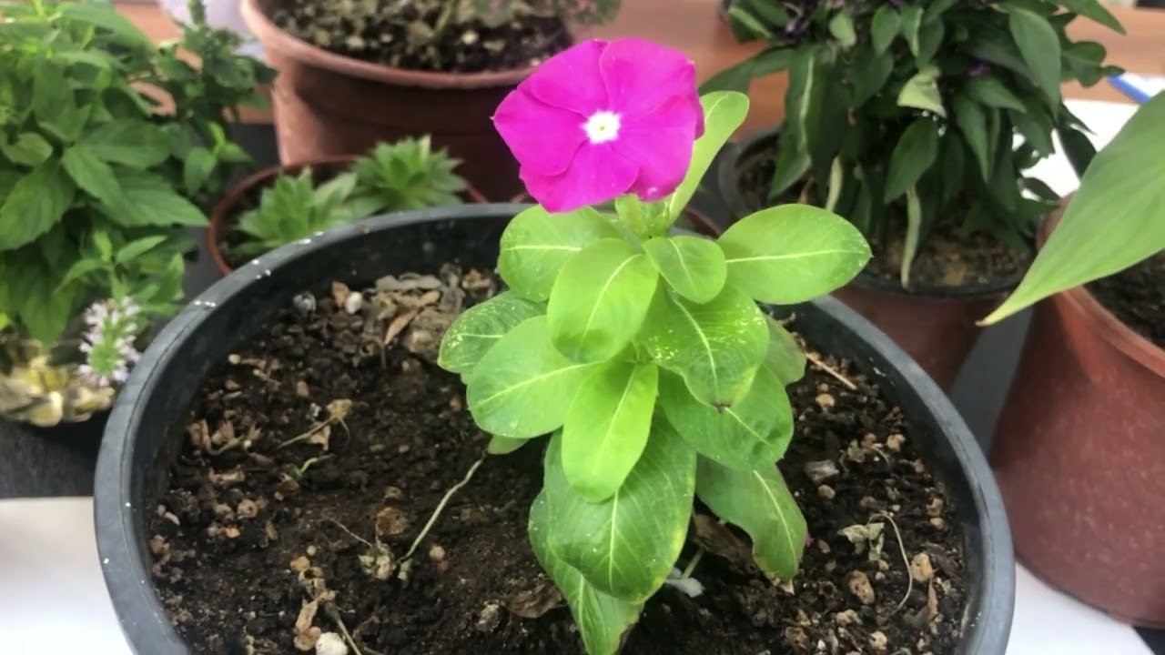 Rozet Çiçeği Pervane Çiçeği Madagaskar Menekşesi Bakımı