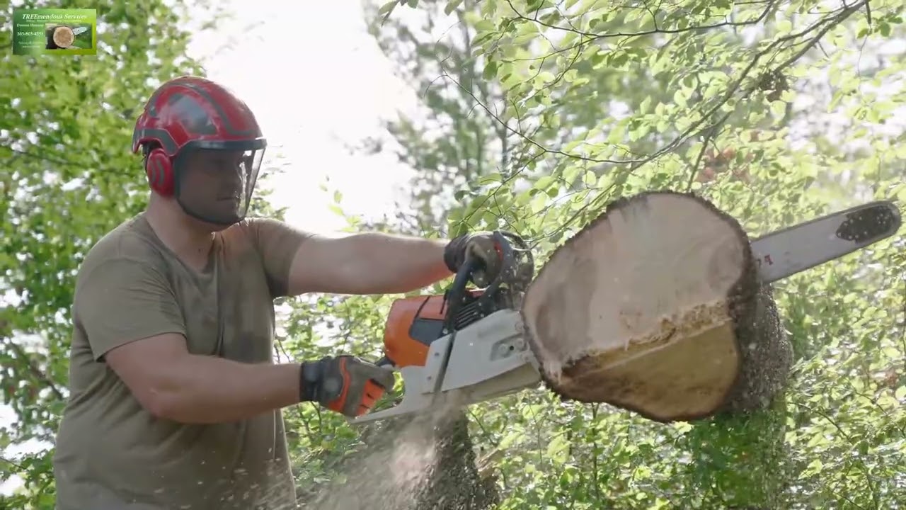 Expert Tree Removal for Homes & Businesses