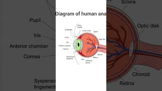 diagram of human anatomy #viralshort #youtubeshorts