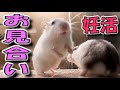 【ハムスター】妊活に向けてお見合いをするジャンガリアンハムスター【かわいい/飼い方/癒し/土飼育/ペット/小動物】