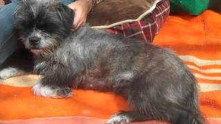 A4921177 Honey Border Griffon Puppy