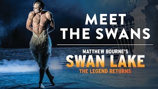 Meet the Swans