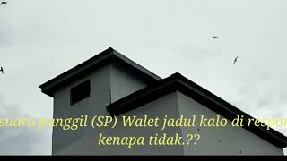 Download Lagu Suara panggil burung walet (sp) jadul tetap di respon MP3
