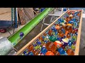 Marbles lined up and rolled ☆ Handmade wooden marble run ASMR #17