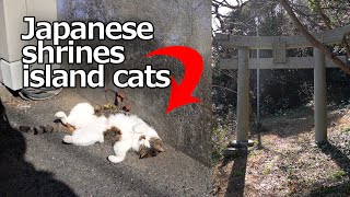猫島の猫神社：Japanese Island Cat And Shrine Scenery