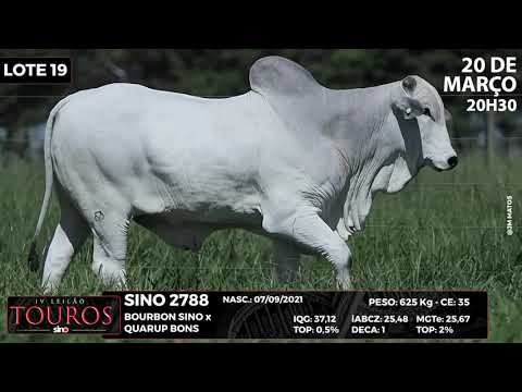 LOTE 19 SINO 2788