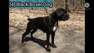 Different Types Of Boxer Dogs