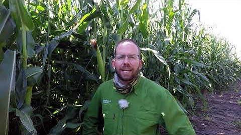 Managing Nitrogen late season in high yield corn