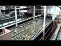 Aquaculture - Northland, New Zealand