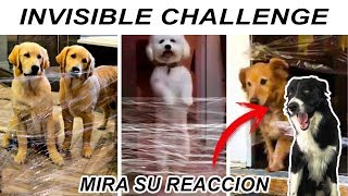 MI PERRO REACCIONA AL INVISIBLE CHALLENGE | MY DOG REACTS TO THE INVISIBLE CHALLENGE by BC Kenai 805 views 4 years ago 4 minutes, 14 seconds