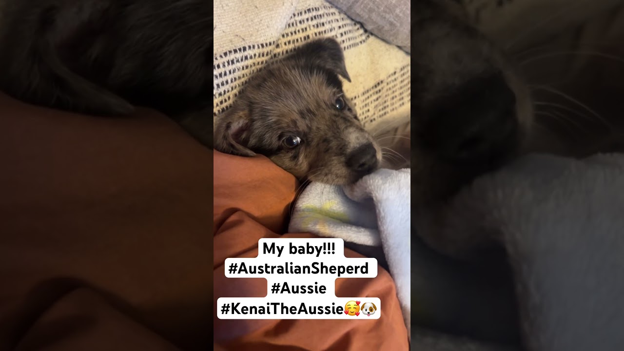 The most spoiled Australian Shepees ever!?? My baby! #Kenai #Aussie #AustralianSheperd