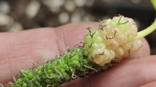 mulberry grafting with and without core removal