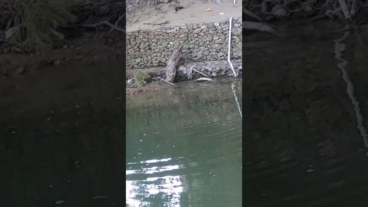 Snake attacks catfish in garland creek