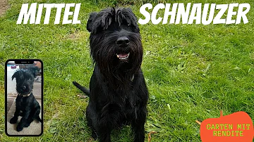 Wie teuer ist ein Schnauzer?