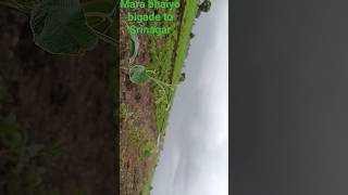 Bhaiyon Bade Tashan Jaya Jo La haryanvisong