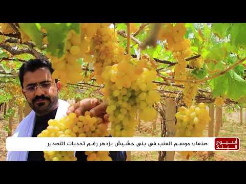 ازدهار عنب بني حشيش اليمني وتحديات التسويق