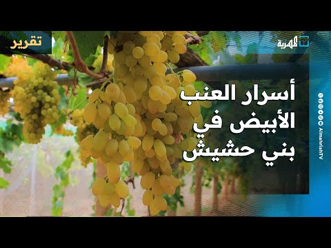 أسرار العنب الأبيض في بني حشيش بصنعاء