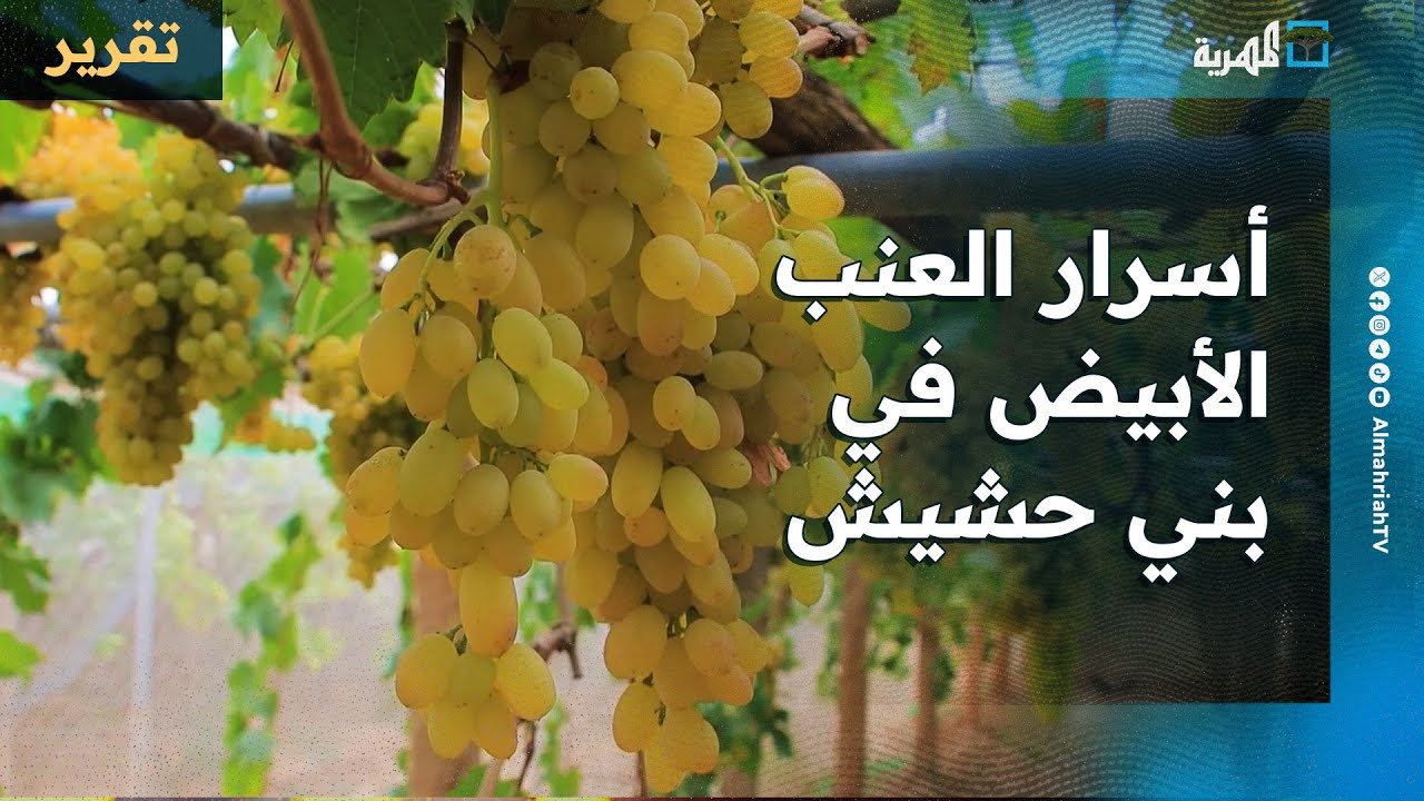 أسرار العنب الأبيض في بني حشيش بصنعاء