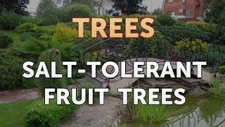 Salt Tolerant Fruit Trees Youtube