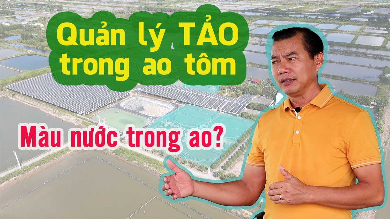 Quản lý tảo trong ao tôm công nghệ cao