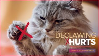 Why You Shouldn’t Declaw a Cat: The Truth Revealed #CatHealth #Declawing #PetCare