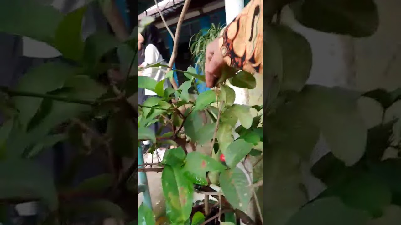 Jambunya berbuah guys