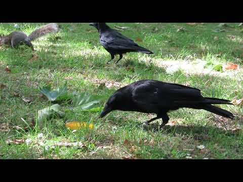 Crow vs squirrel - a brief altercation