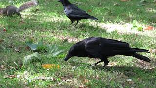 Crow vs squirrel - a brief altercation