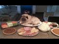 AWW SOO Cute and Funny Pug Puppies - Funniest Pug Ever #10