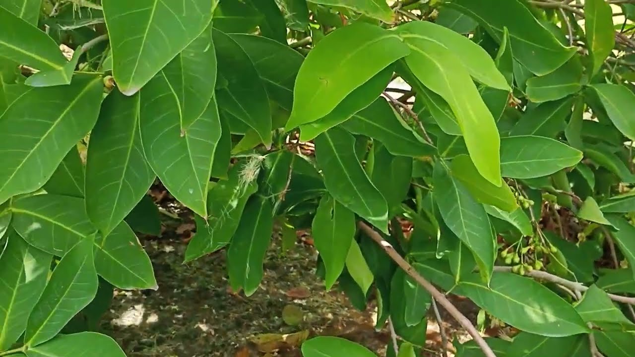 ADA RAHASIA PEMUPUKAN NPK UNTUK PEMBESARAN BUAH JAMBU CITRA