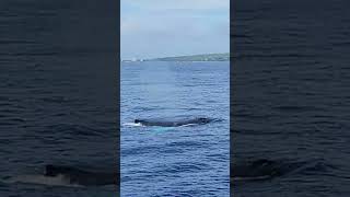 INCREDIBLE Whale Watching Moments!