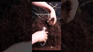 Which roots to cut off bonsai?  #bonsaicare
