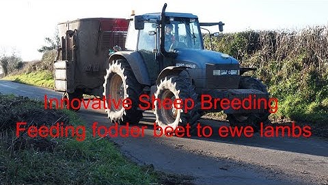 Feeding fodder beet to ewe lambs.