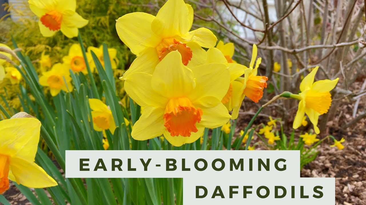 Spring Garden Tour Early Blooming Daffodils and Hellebores YouTube